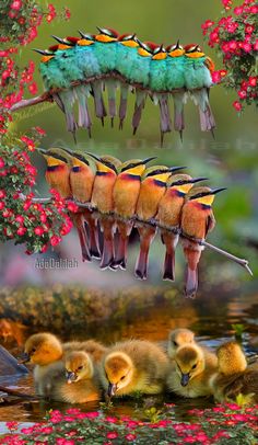 some birds are swimming in the water and one is hanging upside down from a branch