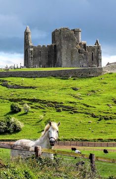 a white horse standing on top of a lush green field next to a tall castle