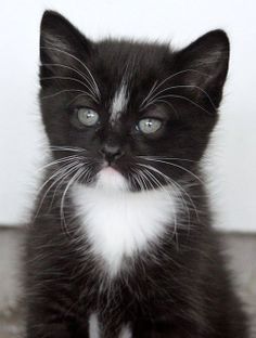 a black and white kitten sitting on top of a table next to a caption that says, you bought the off brand again didn't u?