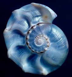 an image of a blue sea shell in the dark water with it's spiral design