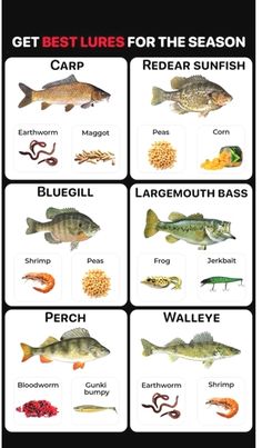 the different types of fish that are on display in this poster, which includes names and pictures