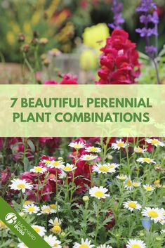 colorful flowers with the words 7 beautiful perennial plant combinations in green and white text overlay