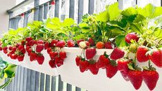 strawberries are growing in a window box