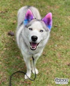 a husky dog with blue and purple markings on its ears looking up at the camera