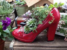 a pair of red high heeled shoes with succulents growing out of them