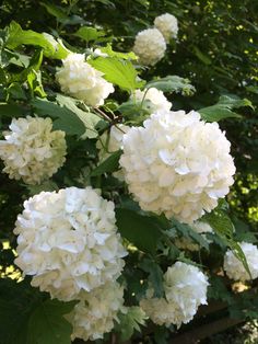 white flowers are blooming on a tree branch