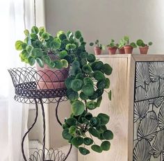 two potted plants sitting on top of a metal stand next to a window sill