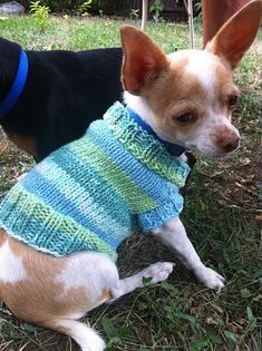 a small dog wearing a sweater sitting in the grass