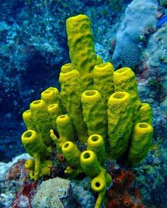 some very pretty green corals on the ocean floor