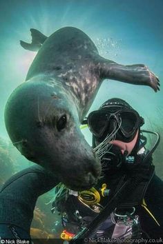 a man in scuba gear is taking a photo of a seal