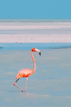 a flamingo standing in shallow water on the beach