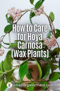 how to care for hoya carnosa wax plants with text overlay reading how to care for hoya carnosa wax plants