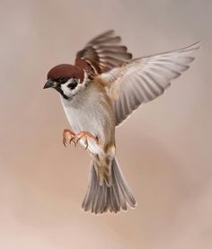 a bird flying through the air with its wings spread