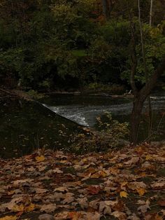 there are leaves on the ground next to a river