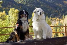 two dogs sitting on a bench in the mountains