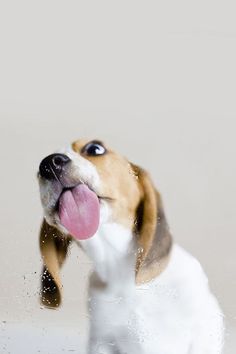 a brown and white dog sticking its tongue out with water splashing on it's face