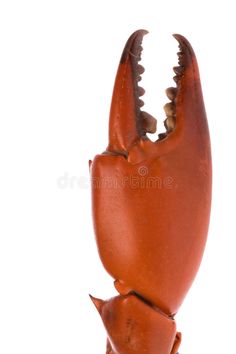 a red lobster with its mouth open on white background royalty images and clippings