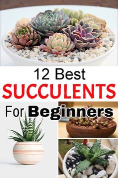 the top ten succulents for beginners to grow in their own pots