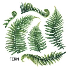 fern leaves on a white background