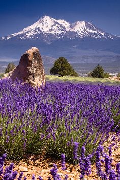 purple flowers in the foreground with a snow - capped mountain in the background