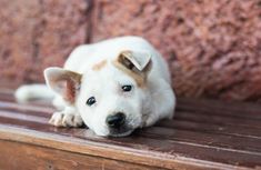 a white and brown dog laying on top of a wooden bench