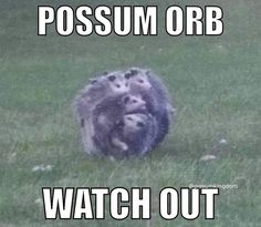 a possum is running through the grass with its mouth open