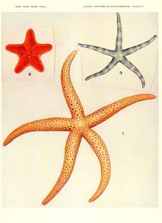 two starfishs and one sea star are shown in this antique print from the early 20th century