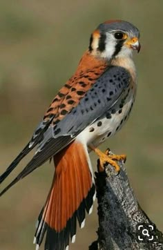 a bird with orange and black feathers is perched on a tree branch in front of a blurry background