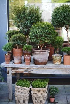 many potted plants are sitting on a table