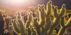 the sun shines brightly on some cactus plants