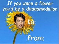 a yellow flower with a man's face on it and the words if you were a flower you'd be a daaa damnmelion to from