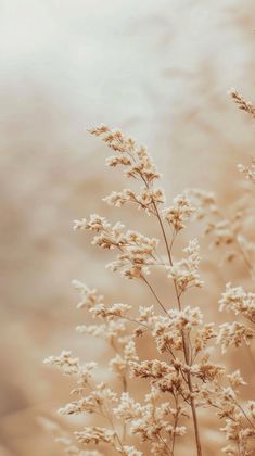 some very pretty white flowers in front of a body of water with no one on it