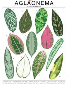 an illustrated book with different types of leaves and their names on the page, which is also