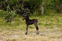 a baby zebra standing on top of a grass covered field with trees in the background