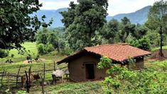 two cows are standing in front of a small hut