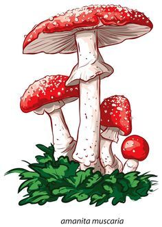 two red mushrooms sitting on top of green grass next to each other, with the words amanita muscaria written below them