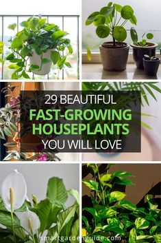 several different types of houseplants with the words 29 beautiful fast growing houseplants you will love