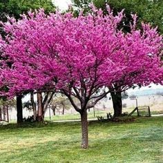 a tree that is in the grass with purple flowers