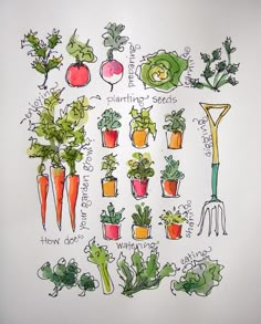 a drawing of different types of plants and vegetables with the words planting seeds above them