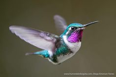 a hummingbird flying in the air with its wings spread