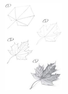 four different types of leaves are shown in this drawing lesson for the students to learn how to draw maple leaves