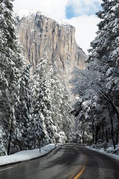 the road is surrounded by snow covered trees