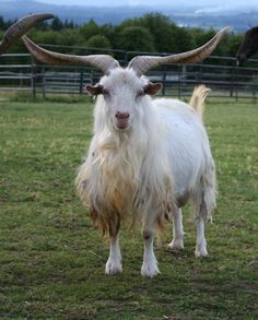 two goats with long horns standing in the grass