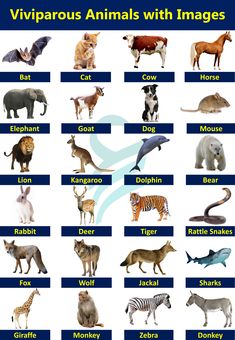 an animal chart with different types of animals and their names in english or spanish language