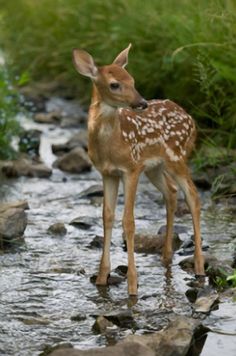 a small deer standing in the middle of a stream