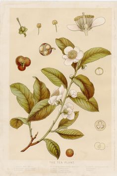 an illustration of the tea plant with flowers, leaves and fruit on it's stems