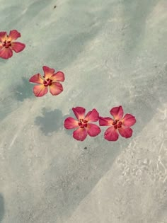 three red flowers floating on top of the sand in shallow water, with one pink flower sticking out of it's center