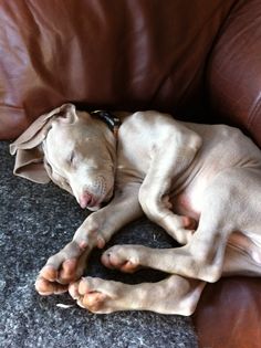 a dog is sleeping on the couch with his head resting on it's paws