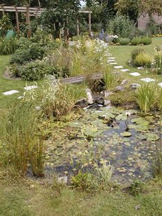 a pond in the middle of a garden with lily pads and plants growing around it