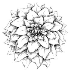 a black and white drawing of a large flower with leaves on it's petals